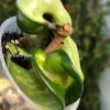 Hoya Compacta Mauna Loa