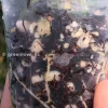 Hoya Compacta Mauna Loa