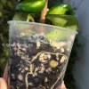 Hoya Compacta Mauna Loa