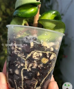 Hoya Compacta Mauna Loa