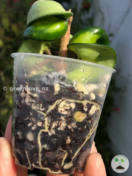 Hoya Compacta Mauna Loa