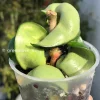 Hoya Compacta Mauna Loa