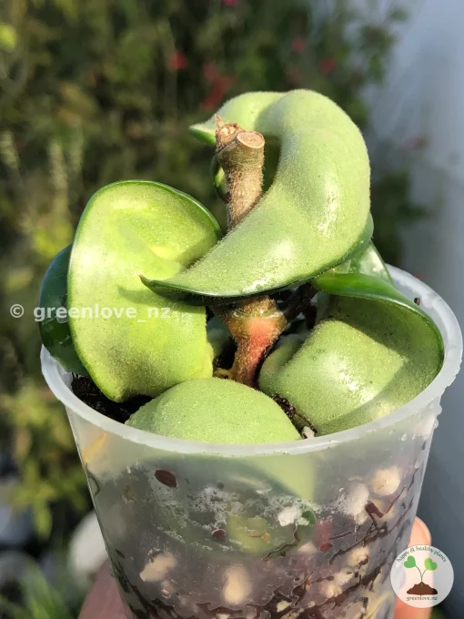 Hoya Compacta Mauna Loa