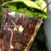 Hoya Compacta Hindu Rope
