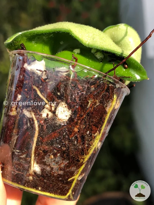 Hoya Compacta Hindu Rope