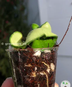 Hoya Compacta Hindu Rope