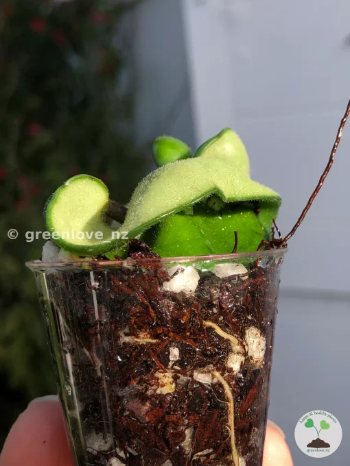 Hoya Compacta Hindu Rope