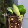 Hoya Compacta Hindu Rope