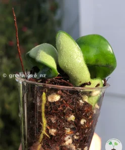 Hoya Compacta Hindu Rope