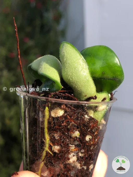 Hoya Compacta Hindu Rope