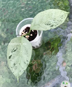 Hoya Coriacea Silver