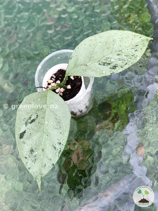 Hoya Coriacea Silver