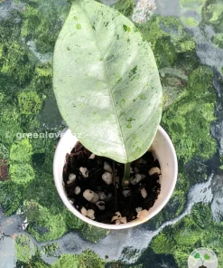 IMG_3112 Hoya Coriacea 'Silver'