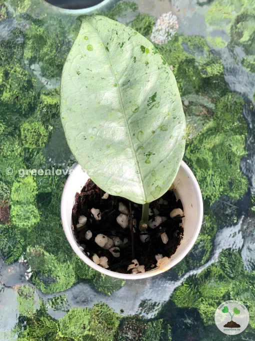 Hoya Coriacea 'Silver'