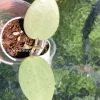Image of a Hoya verticillata Silver Heart