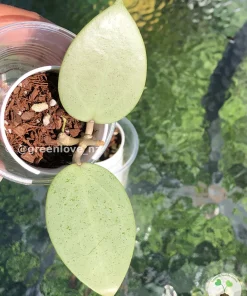 Image of a Hoya verticillata Silver Heart