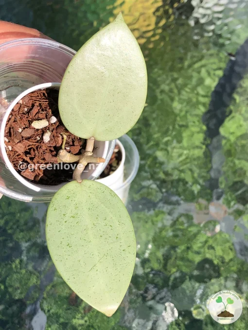 Image of a Hoya verticillata Silver Heart