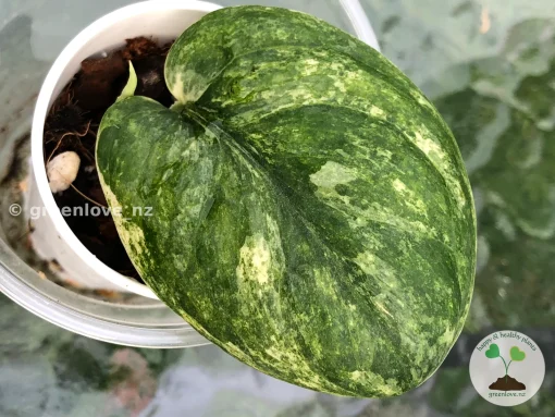 Scindapsus Pangrango - highly rare