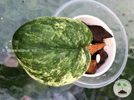 Highly Rare Scindapsus Pangrango
