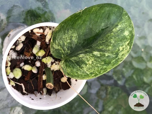 Buy Rare Scindapsus Pangrango in New Zealand
