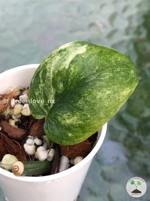Scindapsus Pangrango - highly rare