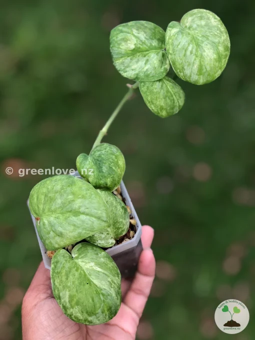 Bigger sized Rare Scindapsus Pangrango