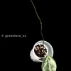 Hoya Coriacea Silver