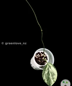 IMG_3177 Hoya Coriacea Silver