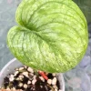 Scindapsus Pangrango