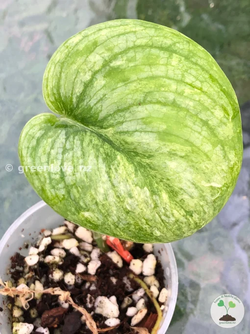 Scindapsus Pangrango