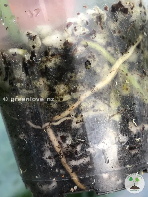 Buy Scindapsus New Zealand