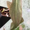 Variegated Philodendron Mint Micans
