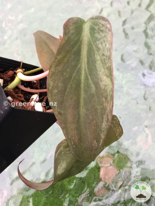 Variegated Philodendron Mint Micans