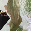 Variegated Philodendron Mint Micans