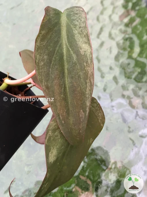 Variegated Philodendron Mint Micans
