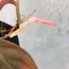 Variegated Philodendron Mint Micans