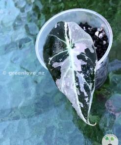 Black Velvet Pink Variegated Alocasia Black Velvet Pink Variegated