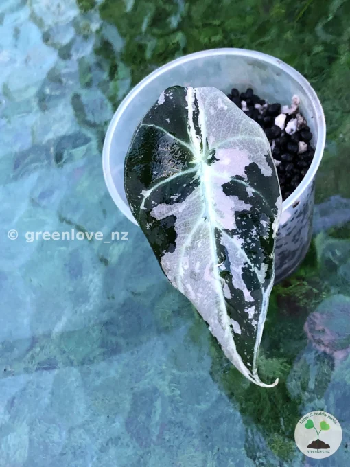 Black Velvet Pink Variegated Alocasia Black Velvet Pink Variegated