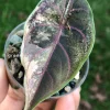 IMG_3356 Alocasia Azlanii Pink Variegated