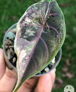 Alocasia Azlanii Pink Variegated