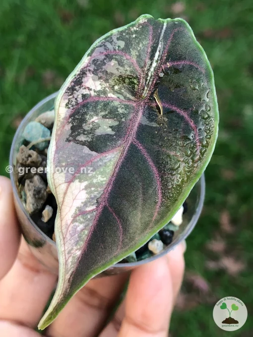 IMG_3356 Alocasia Azlanii Pink Variegated
