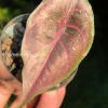 IMG_3358 Alocasia Azlanii Pink Variegated