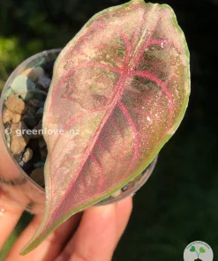 Alocasia Azlanii Pink Variegated