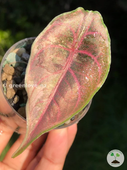 IMG_3358 Alocasia Azlanii Pink Variegated