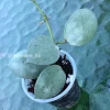 Hoya Lacunosa Mint Coin