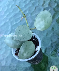 Hoya Lacunosa Mint Coin