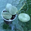 Hoya Lacunosa Mint Coin