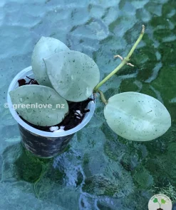 Hoya Lacunosa Mint Coin