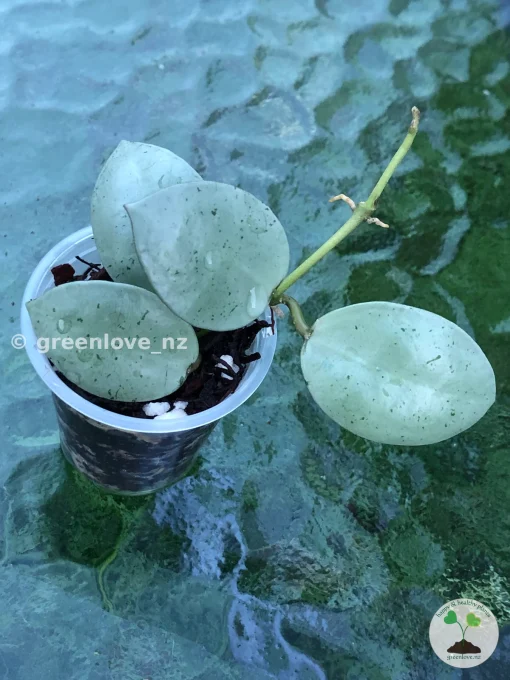 Hoya Lacunosa Mint Coin