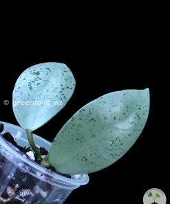 Hoya Lacunosa 'Mint Coin'